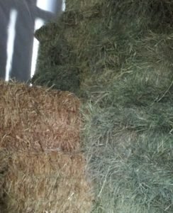good hay vs. bad hay