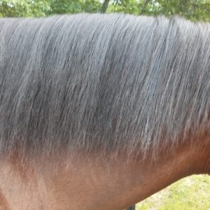 Mane after diet modifications