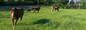 shiny ponies on healthy pasture