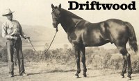 Driftwood: A Quarter Horse Legend