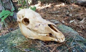 horse skull, proof humane hackamores are a myth