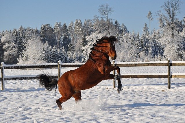 4 Ways to Improve Your Horse's Winter Fitness Regimen