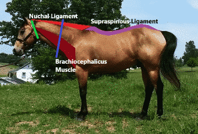 anatomy of collection as it relates to dressage pyramid