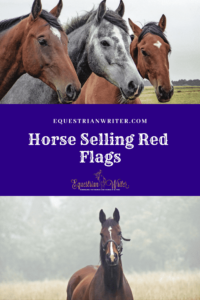 horse selling red flags pinterest cover photo