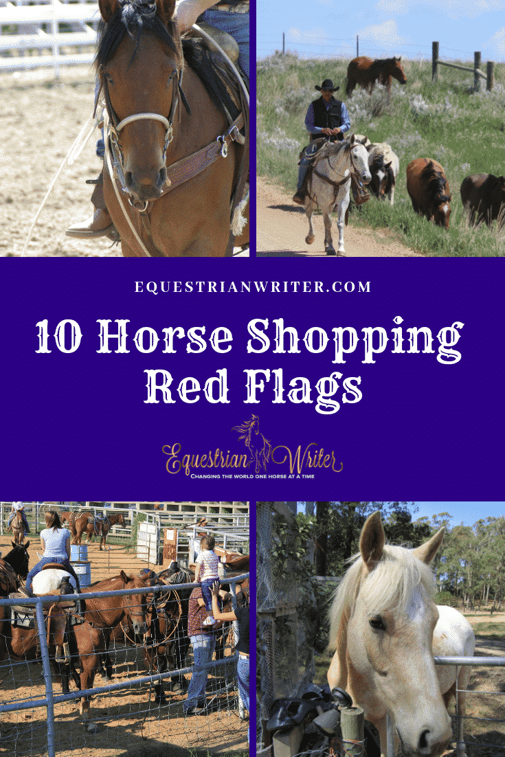 10 horse shopping red flags pinterest photo