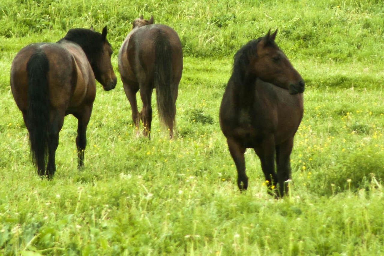 5 Common Horse Myths Busted