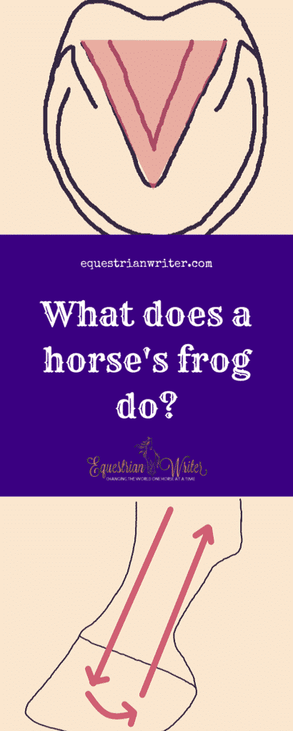 What does a horse's frog do?