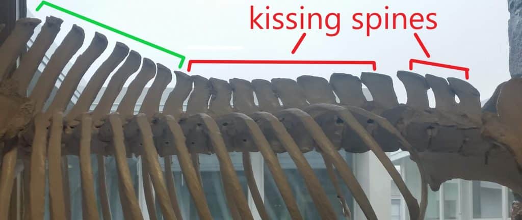 kissing spines