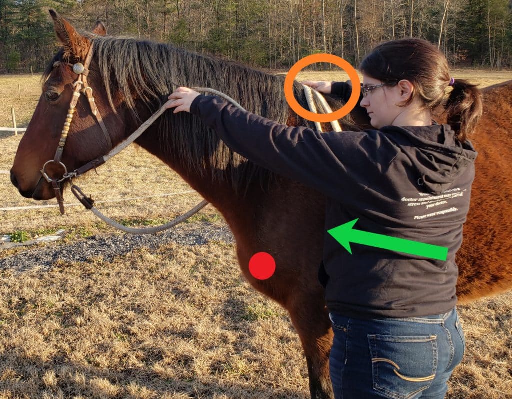 Creating Relaxation Stage 1: Releasing the Jaw #horses #horsetraining #classicaldressage