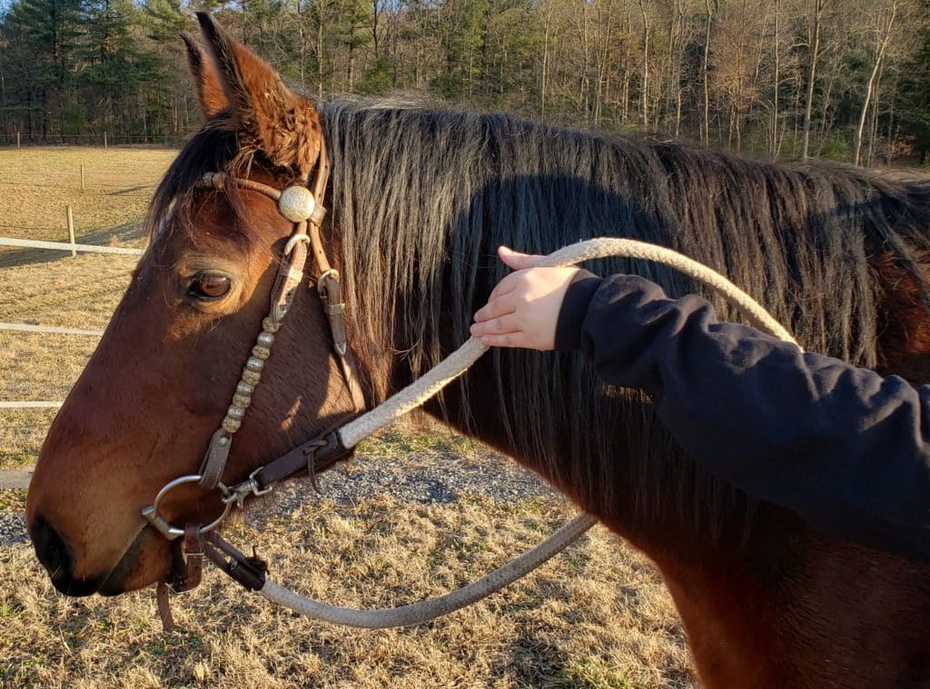 Creating Relaxation Stage 1: Releasing the Jaw #horses #horsetraining #classicaldressage