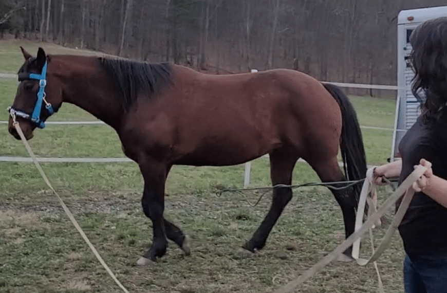 An Intro to Lunging with a Cavesson