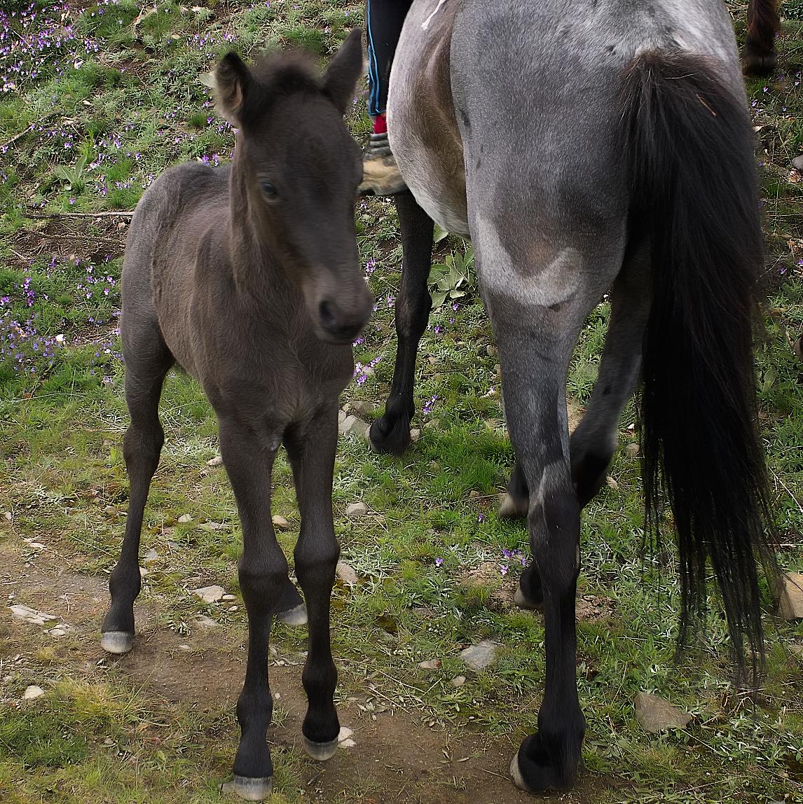 What is Line Breeding and how is it affecting the Quarter Horse breed