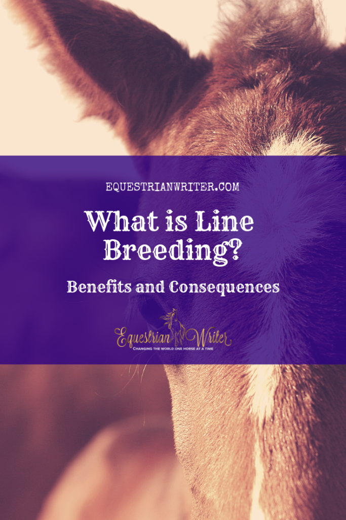 What is Line Breeding and how is it affecting the Quarter Horse breed? |  Equestrian Writer