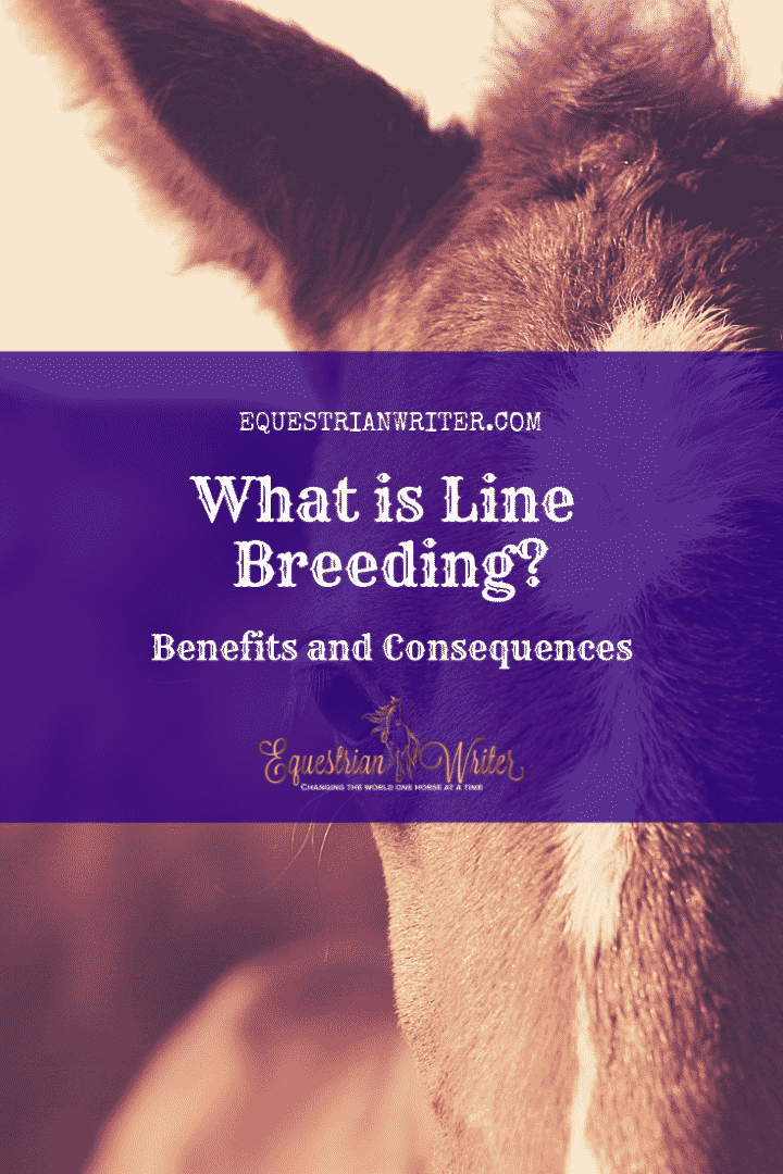 line breeding close breeding inbreeding in sport horses